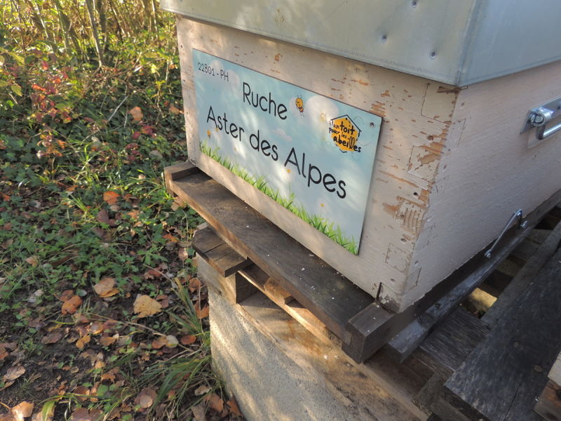 La ruche Aster des Alpes