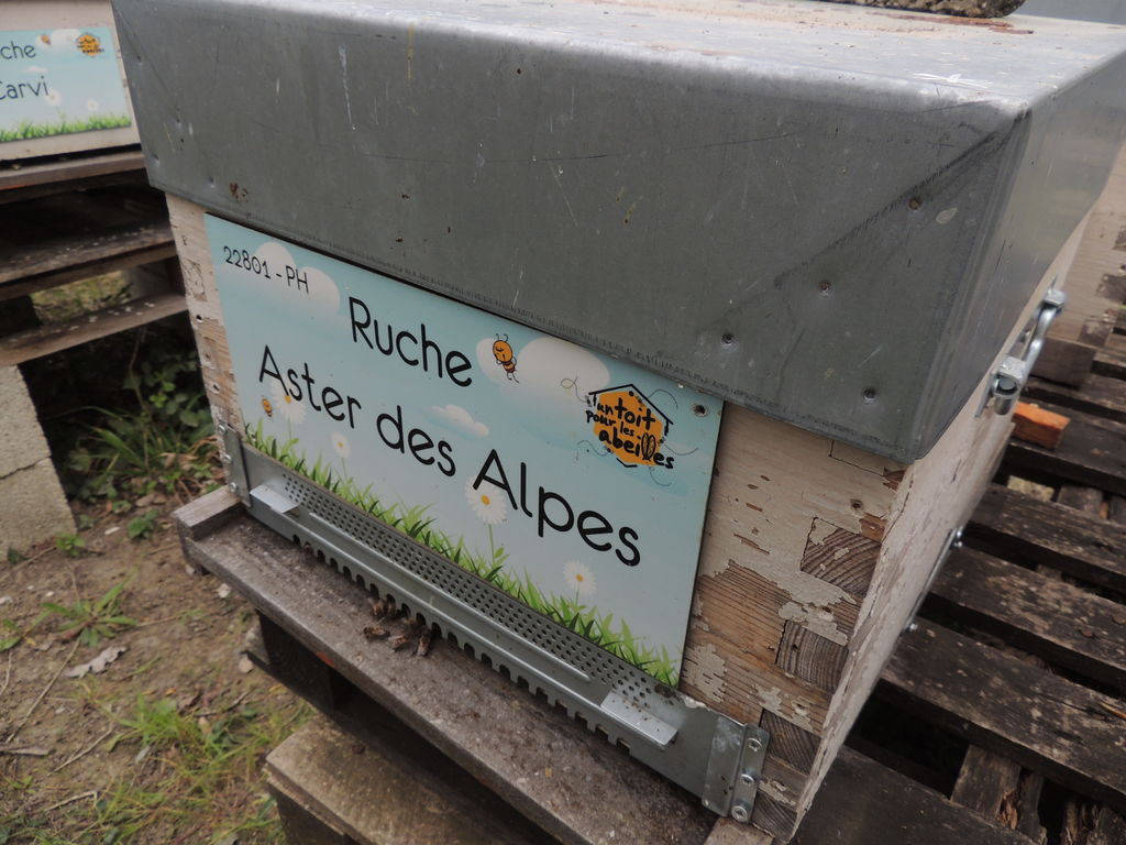 La ruche Aster des Alpes