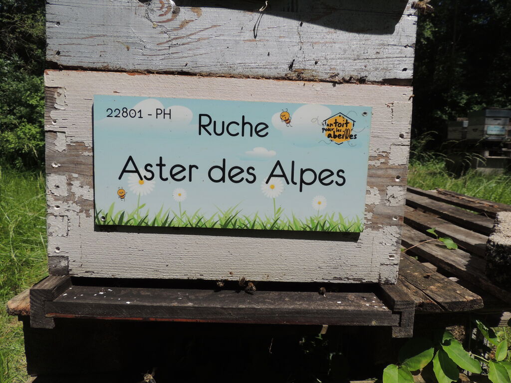 La ruche Aster des Alpes