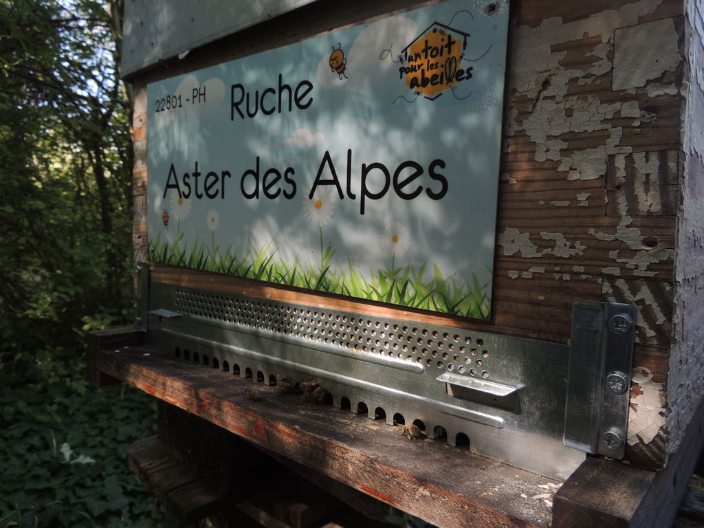 La ruche Aster des Alpes
