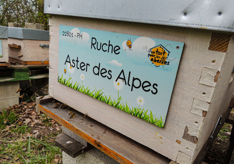 La ruche Aster des Alpes