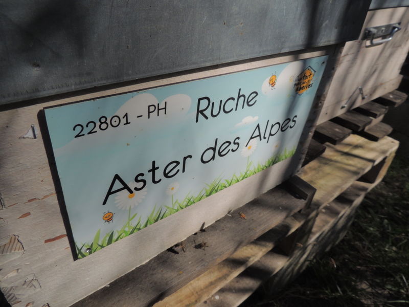 La ruche Aster des Alpes