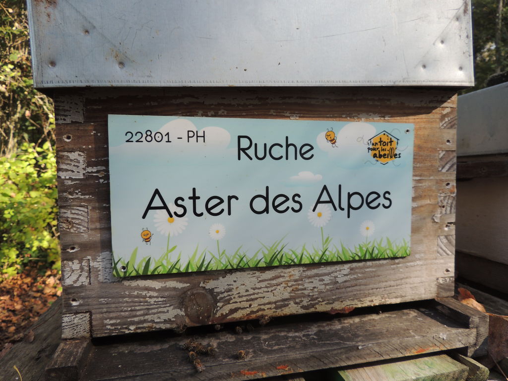 La ruche Aster des Alpes