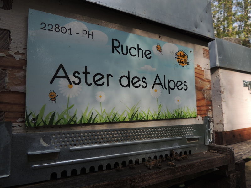 La ruche Aster des Alpes