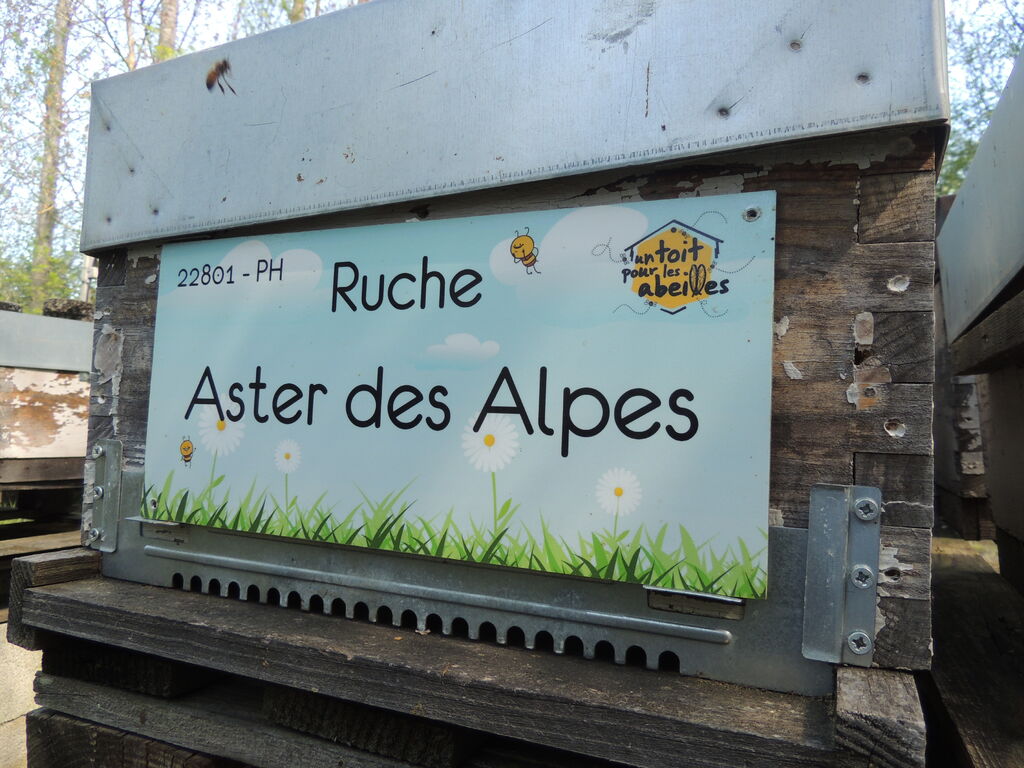 La ruche Aster des Alpes