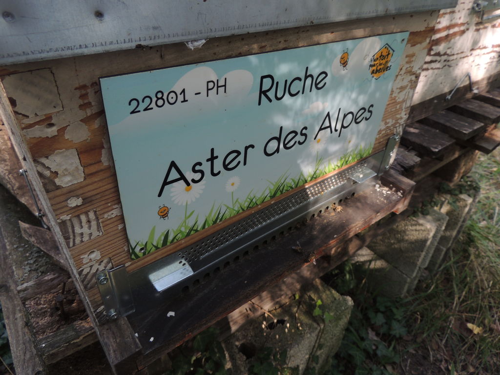 La ruche Aster des Alpes