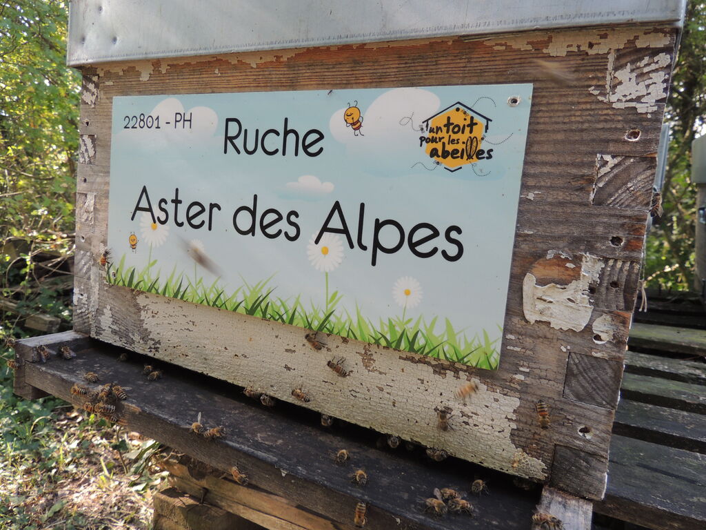 La ruche Aster des Alpes