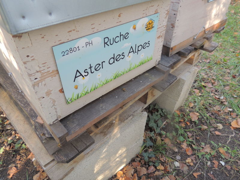 La ruche Aster des Alpes
