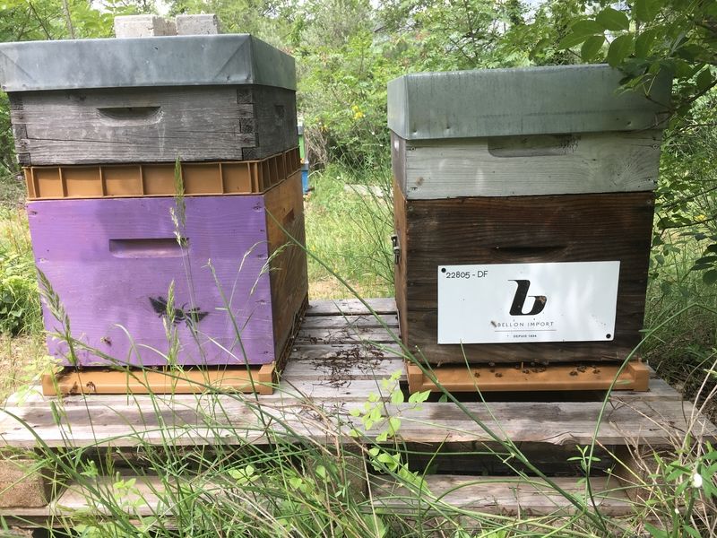 La ruche bellon import