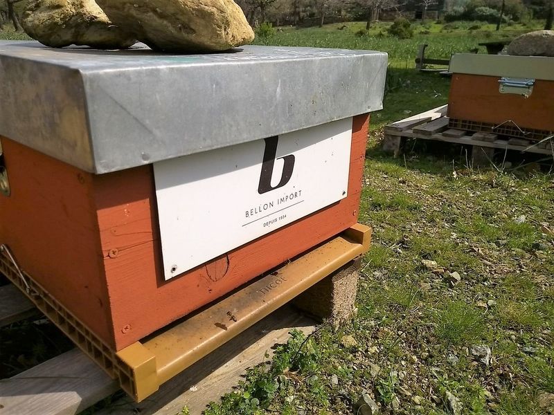 La ruche bellon import