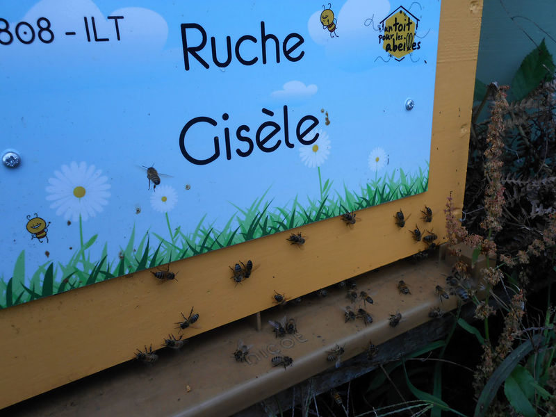 La ruche Gisèle