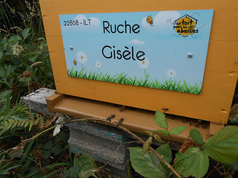 La ruche Gisèle