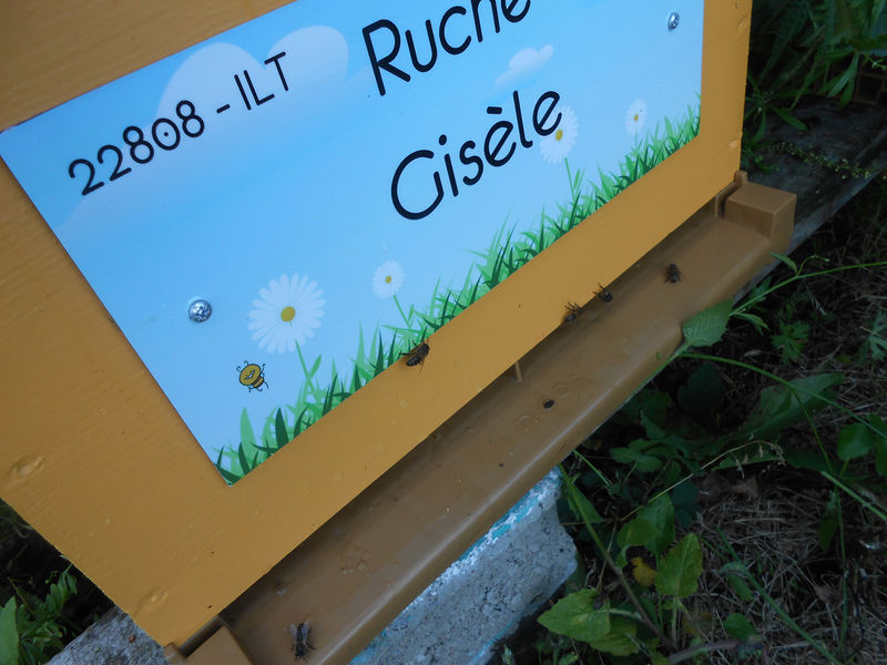La ruche Gisèle