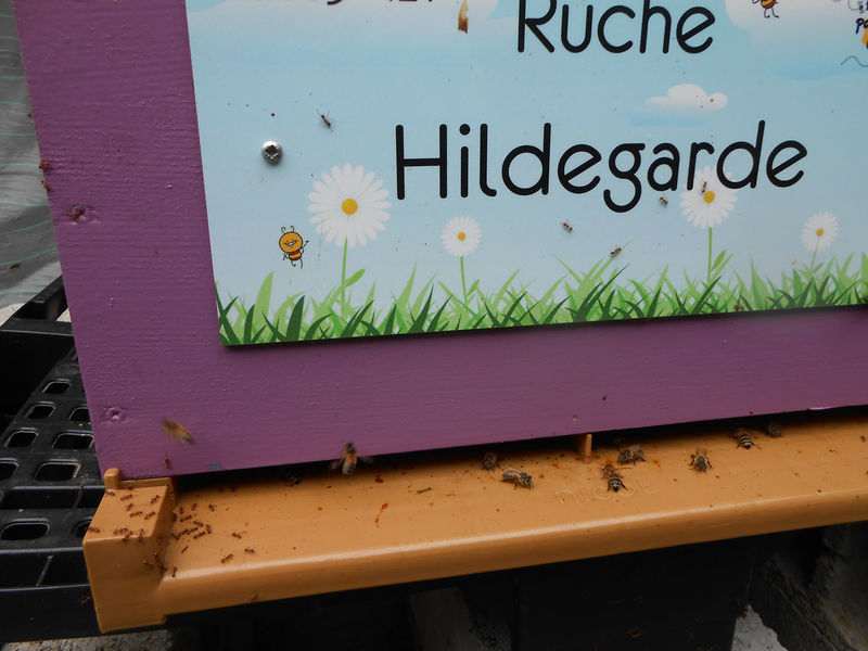 La ruche Hildegarde