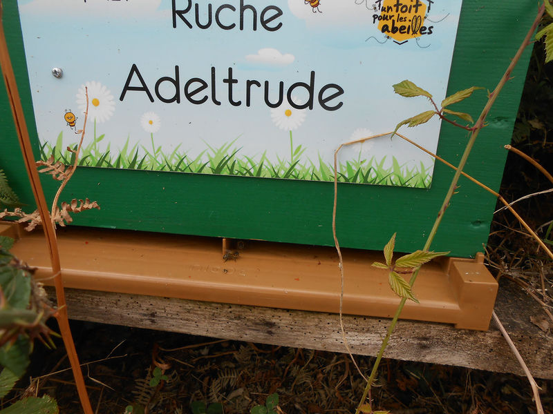 La ruche Adeltrude