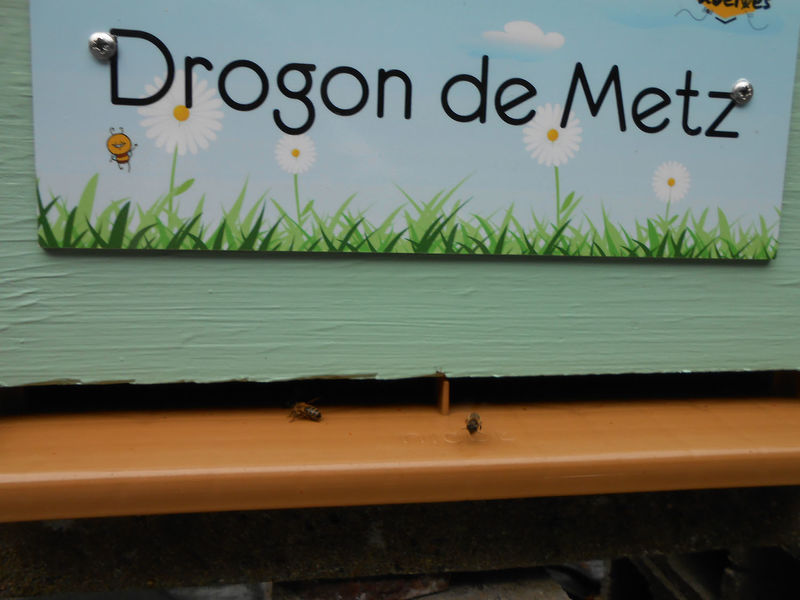 La ruche Drogon de Metz