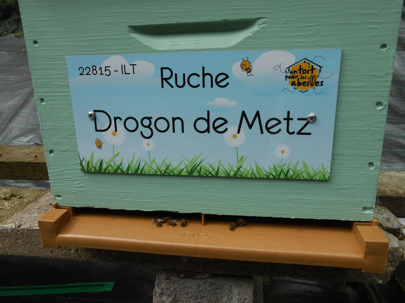 La ruche Drogon de Metz