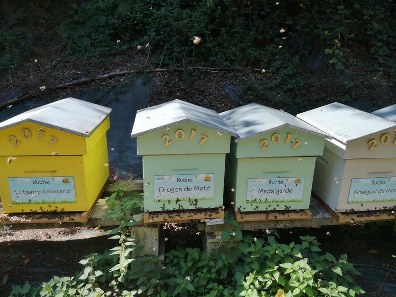 La ruche Drogon de Metz