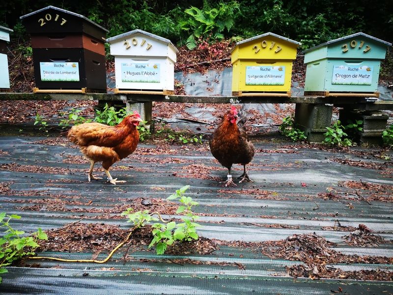 La ruche Drogon de Metz