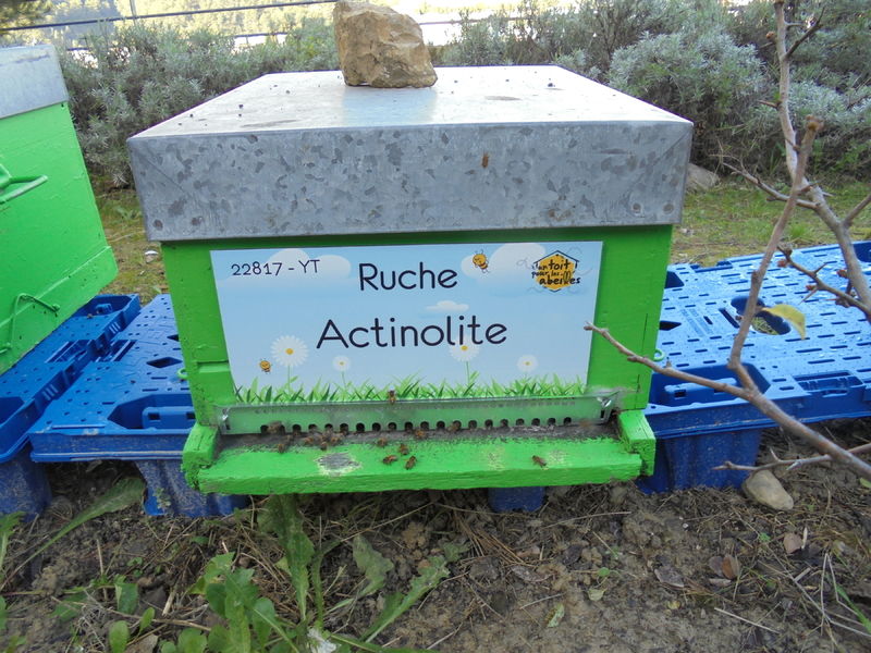 La ruche Actinolite