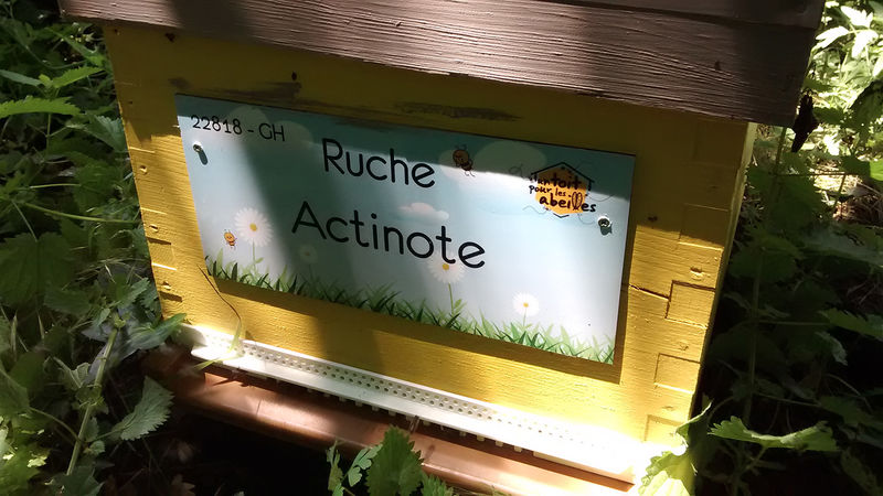 La ruche 