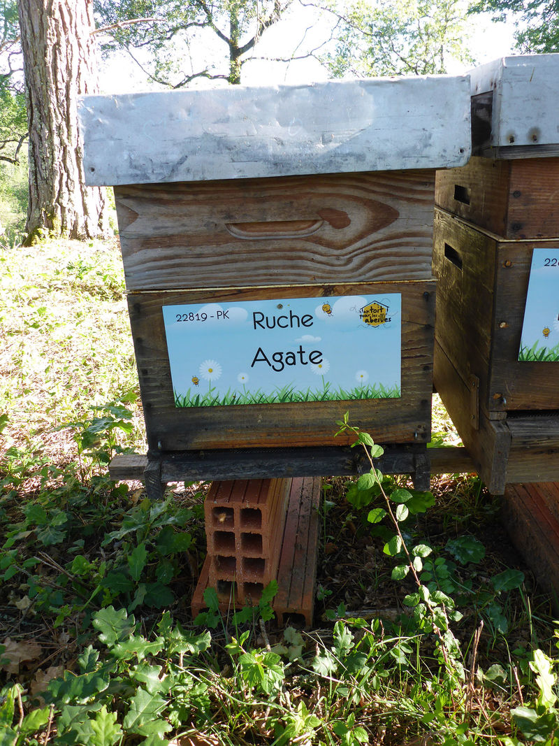 La ruche