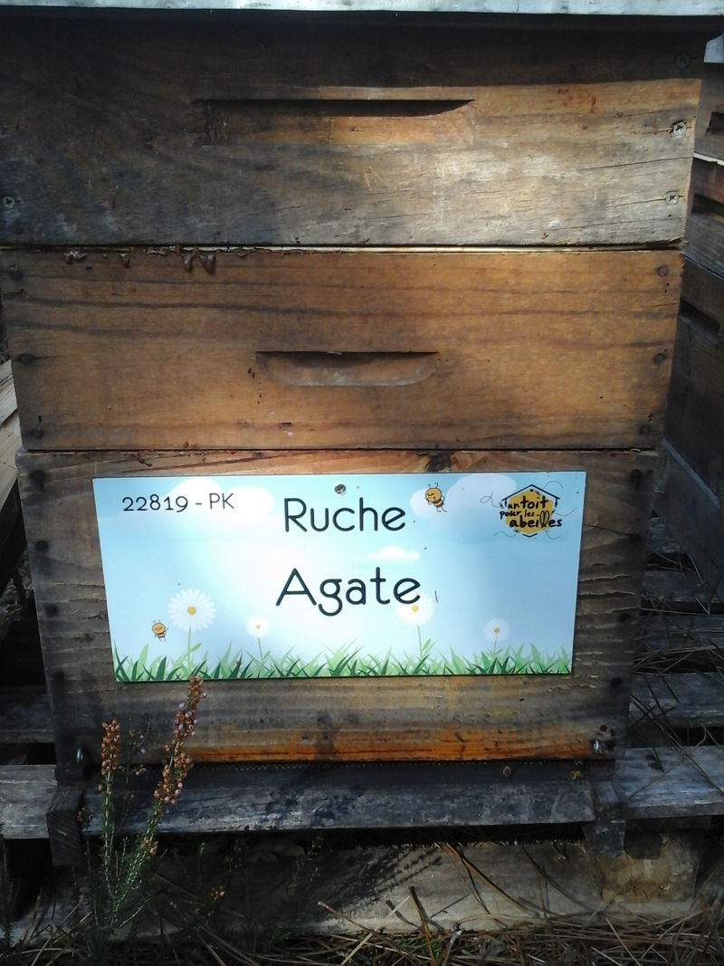 La ruche Agate