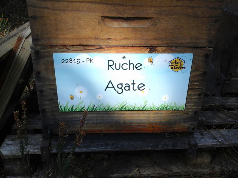 La ruche Agate