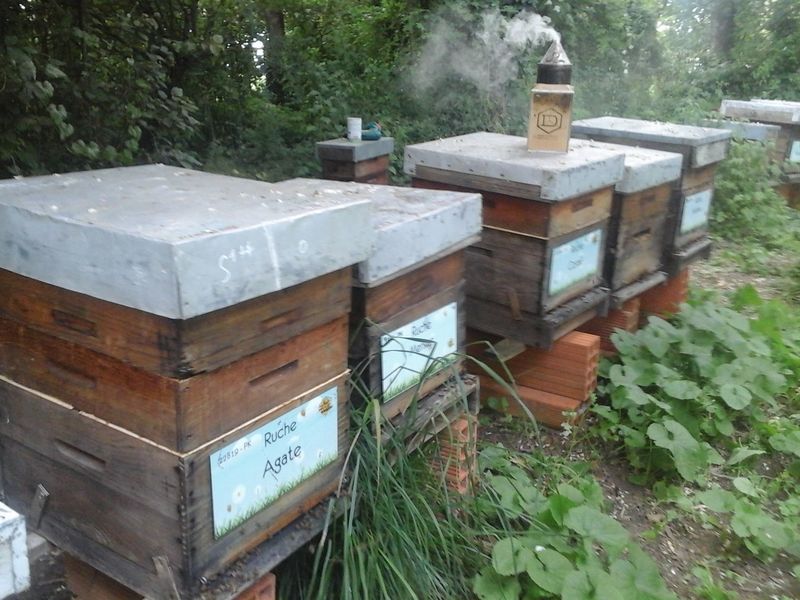 La ruche Agate