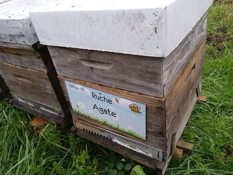 La ruche Agate
