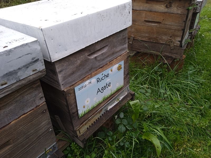 La ruche Agate