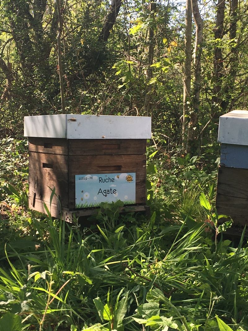 La ruche Agate