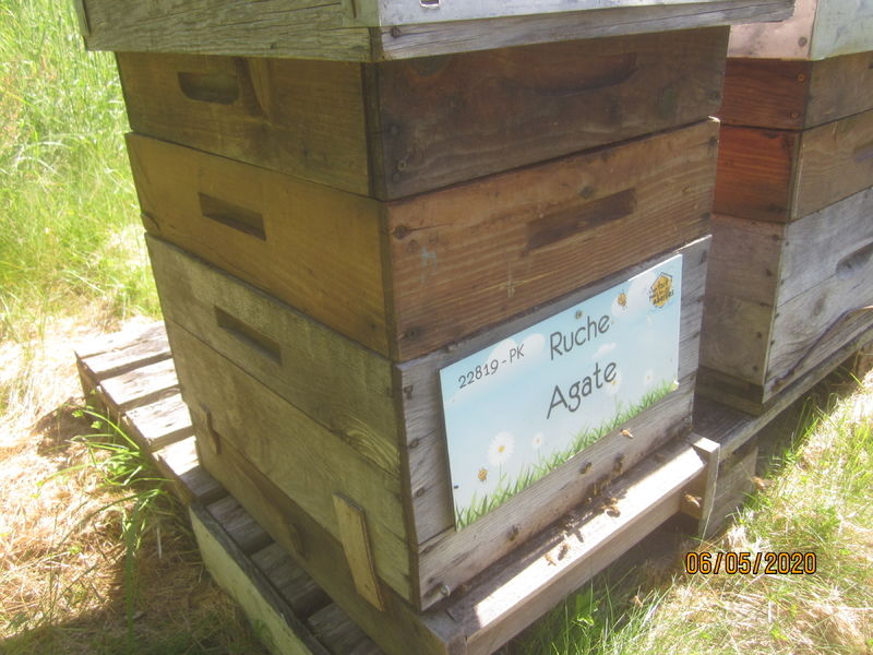 La ruche Agate