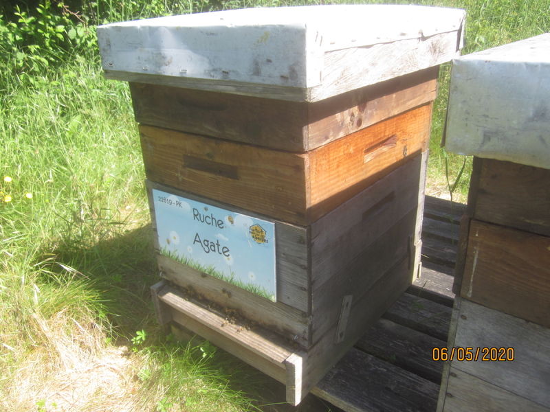 La ruche Agate
