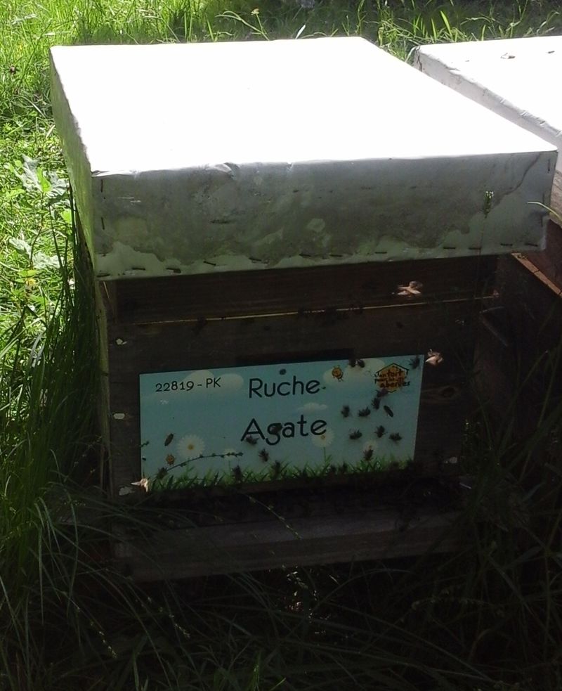 La ruche Agate