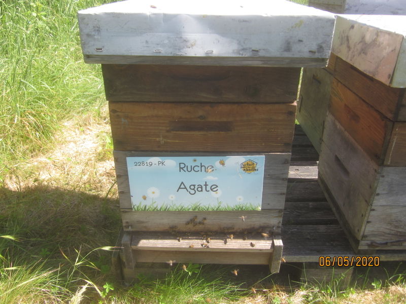 La ruche Agate