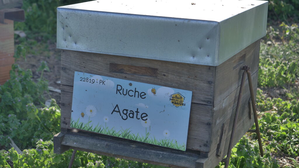 La ruche Agate