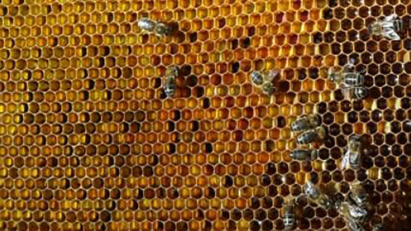 La ruche Bugalet