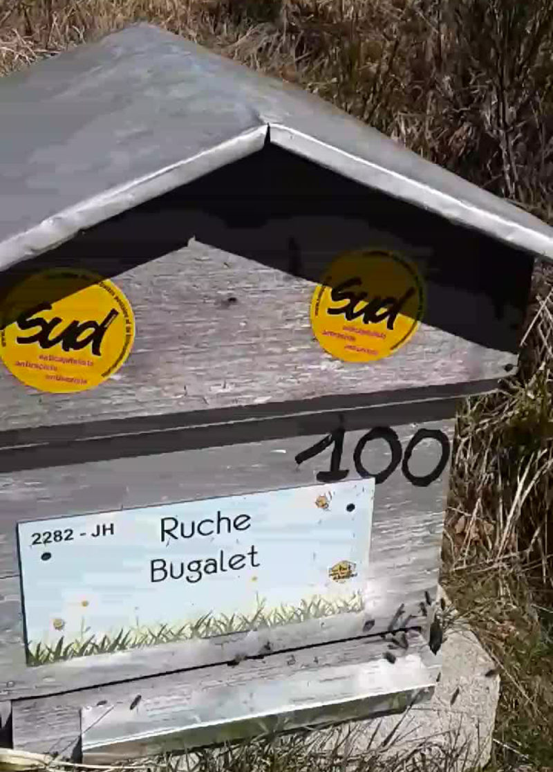 La ruche Bugalet