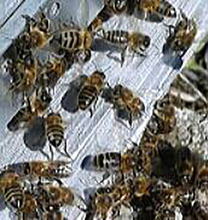La ruche Bugalet