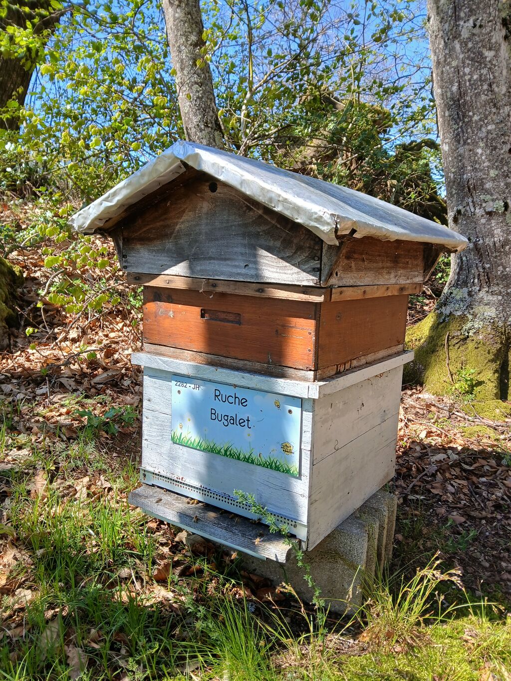 La ruche Bugalet