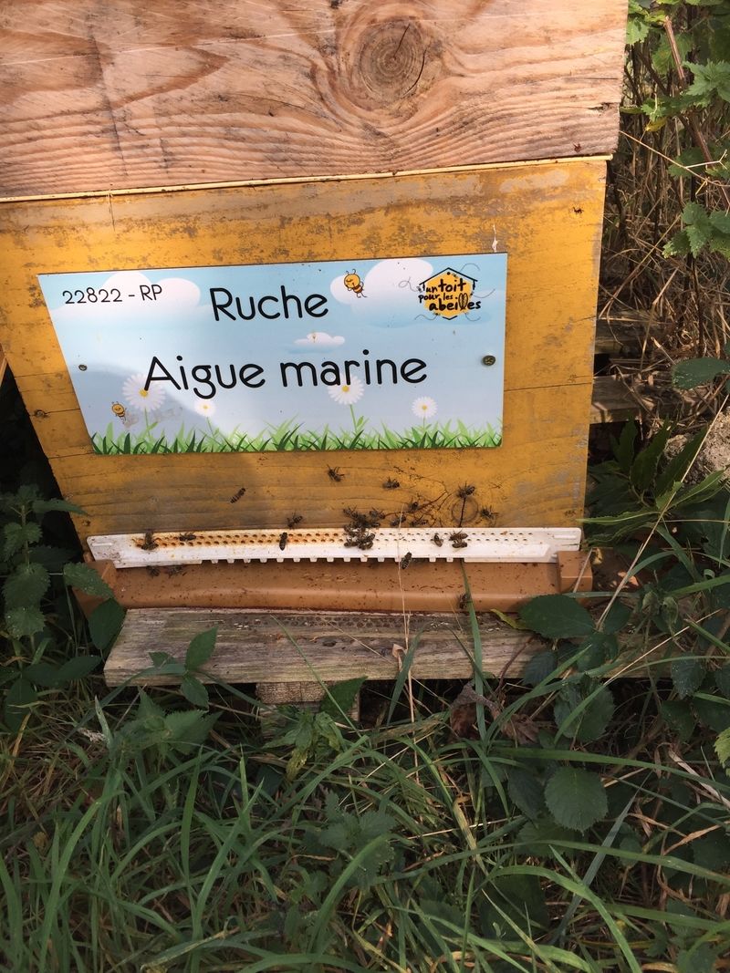 La ruche Aigue marine