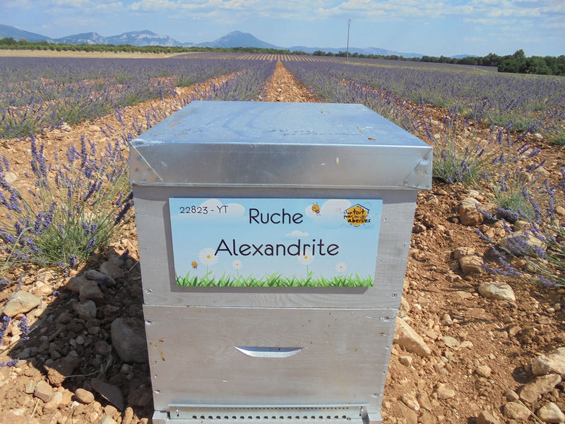 La ruche Alexandrite