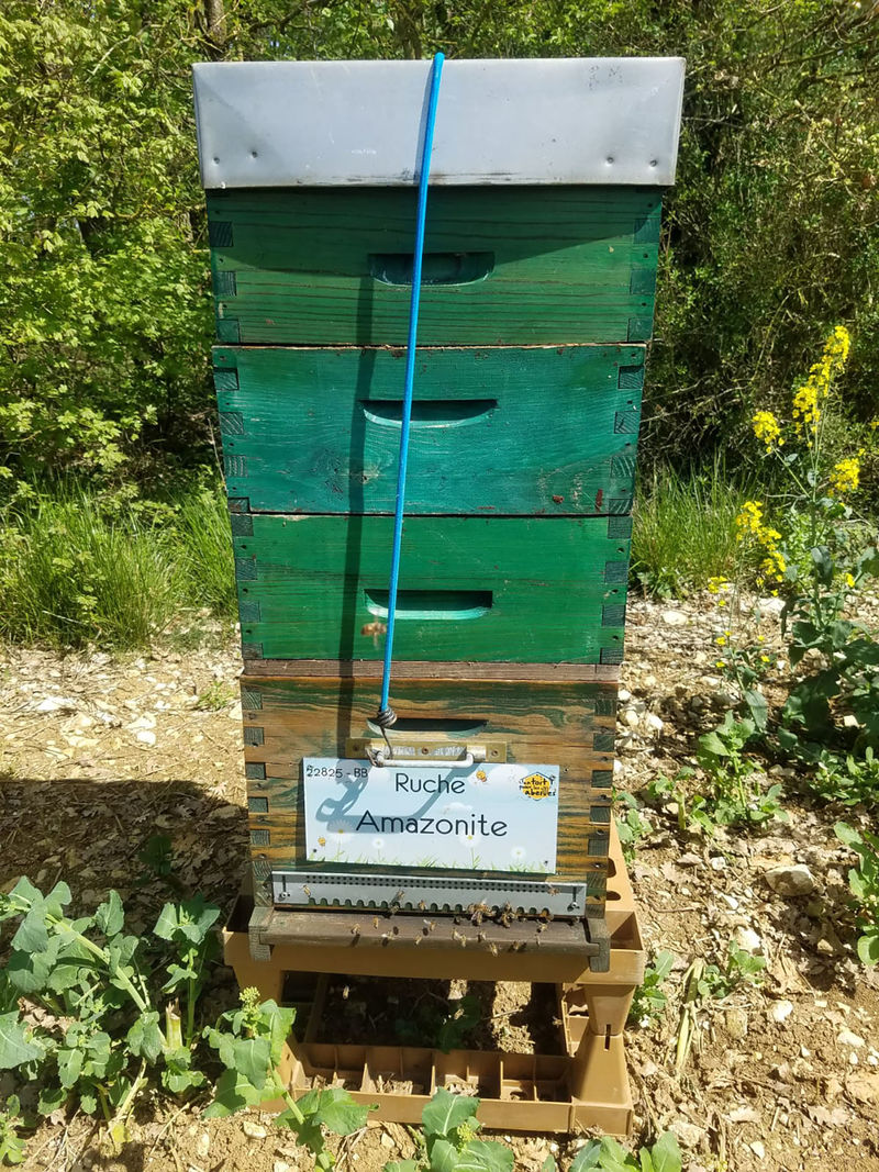 La ruche Amazonite