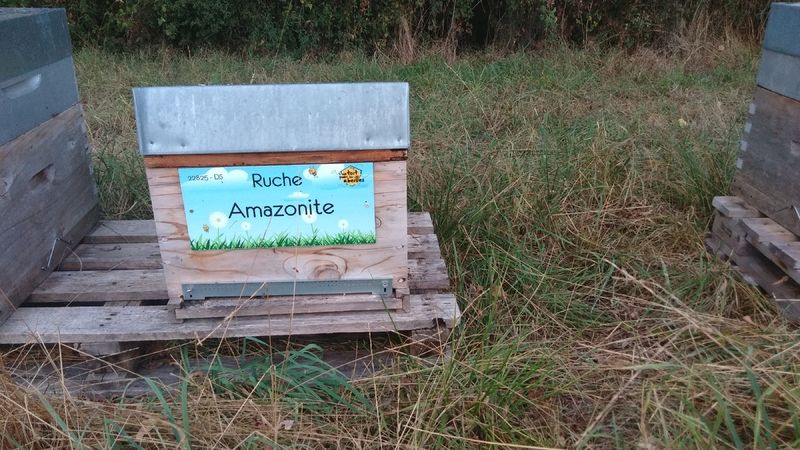 La ruche Amazonite