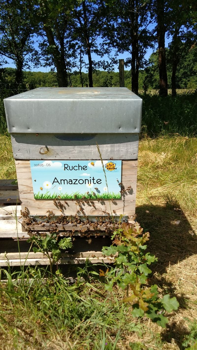 La ruche Amazonite