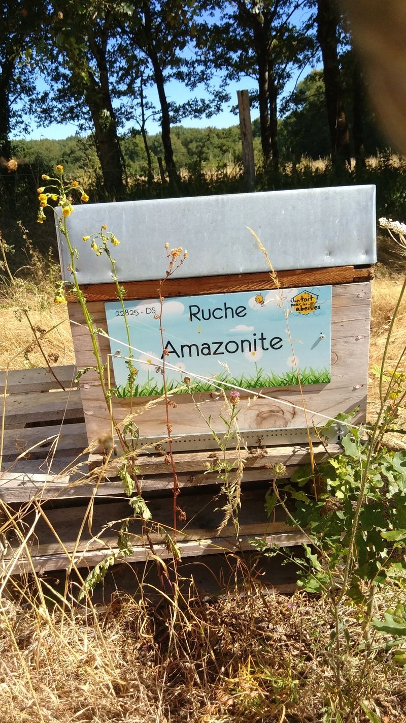 La ruche Amazonite