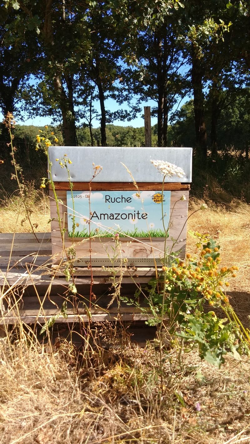 La ruche Amazonite