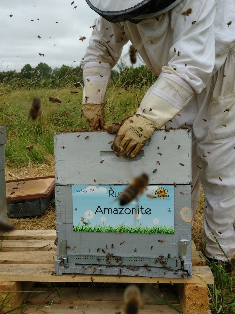 La ruche Amazonite