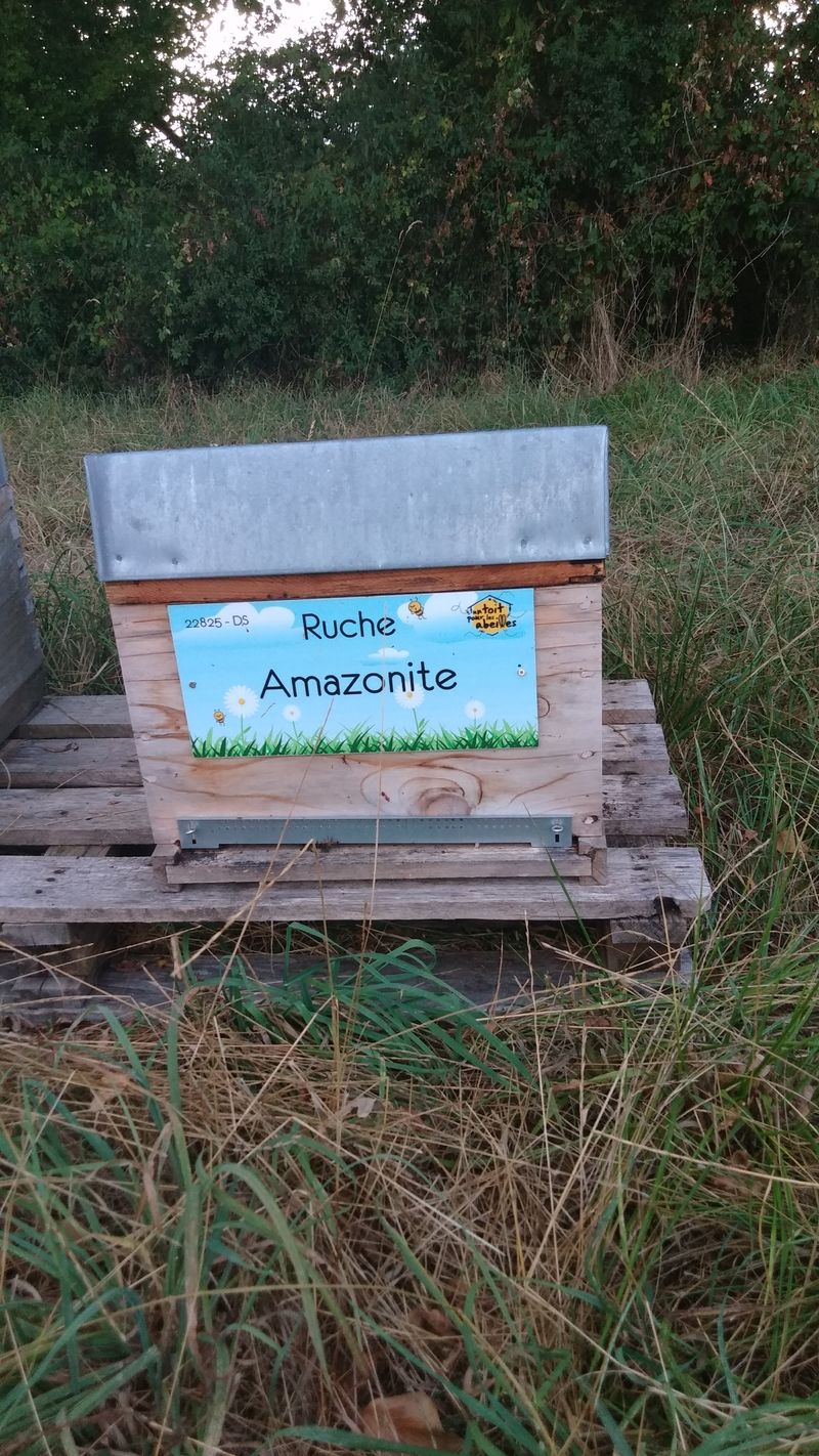 La ruche Amazonite